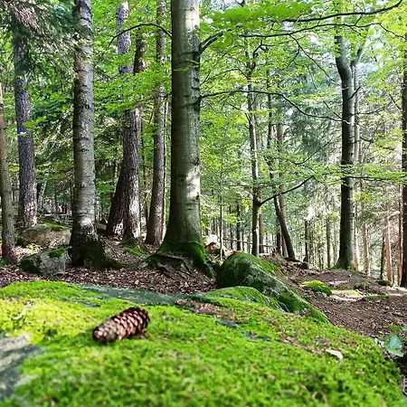 Furtka Do Lasu 別荘 *